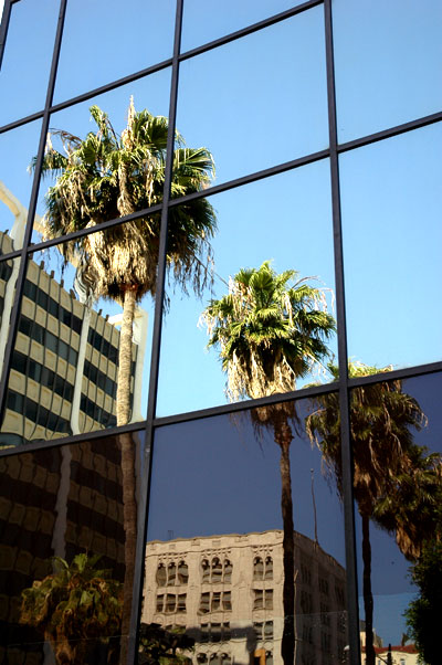 Palms on Hollywood Boulevard