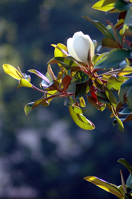 ... magnolia grandiflora 