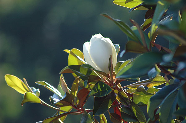 ... magnolia grandiflora 