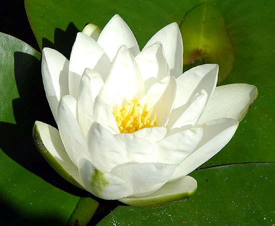 Lotus