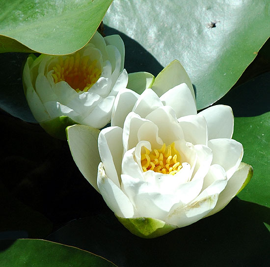 Lotus