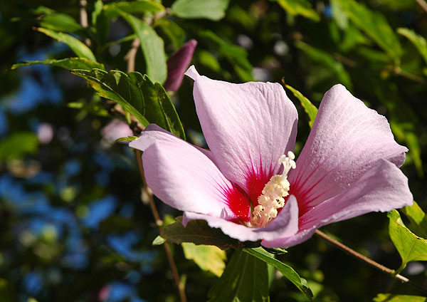 In bloom in Hollywood, July 2006