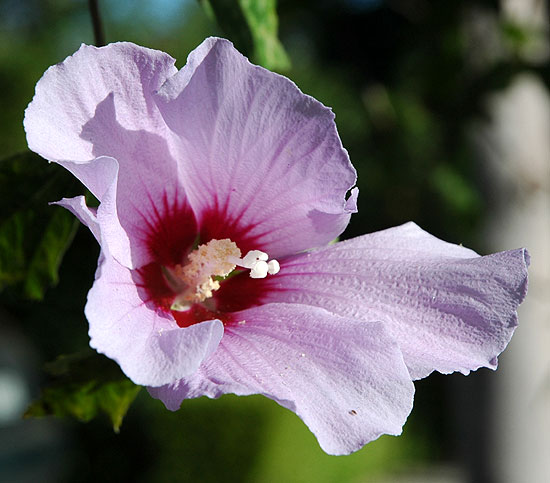 In bloom in Hollywood, July 2006