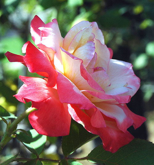 Rose in bloom in Hollywood, July 2006