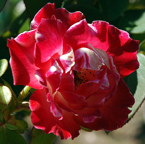 Rose in bloom in Hollywood, July 2006