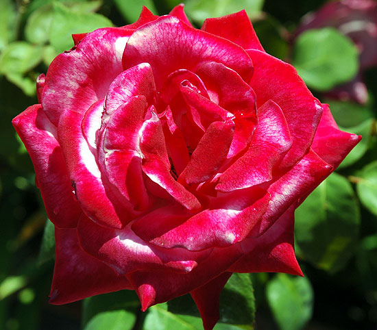 Rose in bloom in Hollywood, July 2006