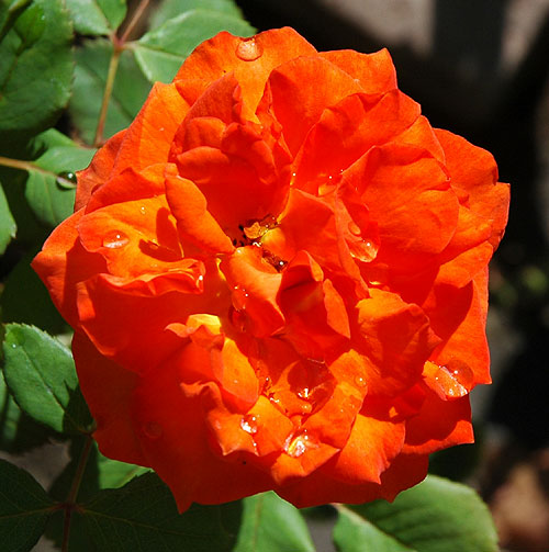 Rose in bloom in Hollywood, July 2006