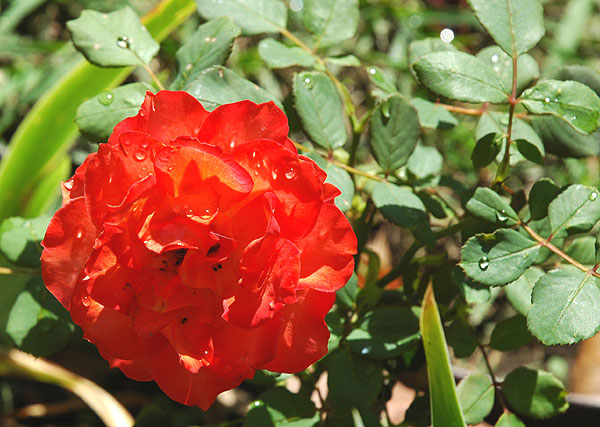 Rose in bloom in Hollywood, July 2006