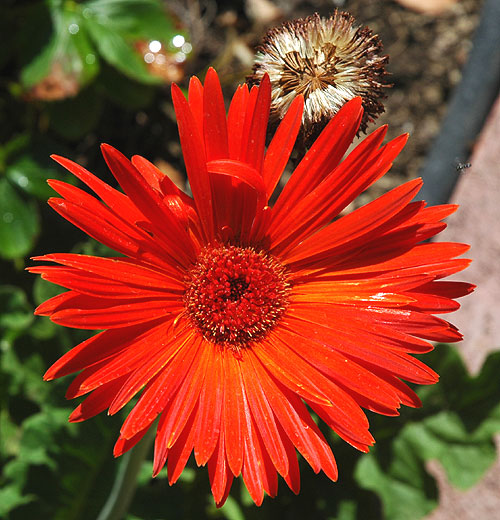 In bloom in Hollywood, July 2006