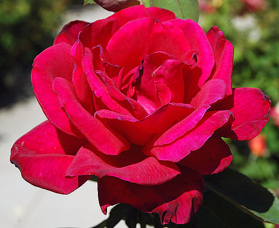 Rose in bloom in Hollywood, July 2006