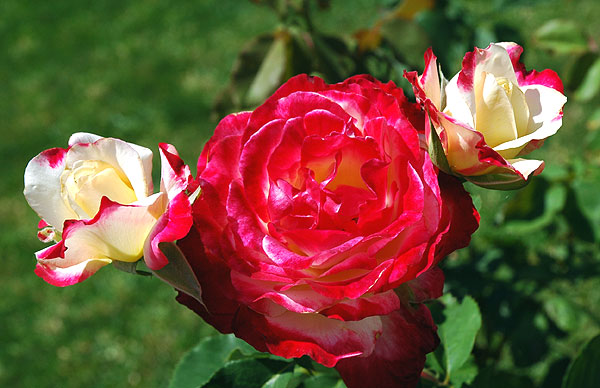 Roses in bloom in Hollywood, July 2006