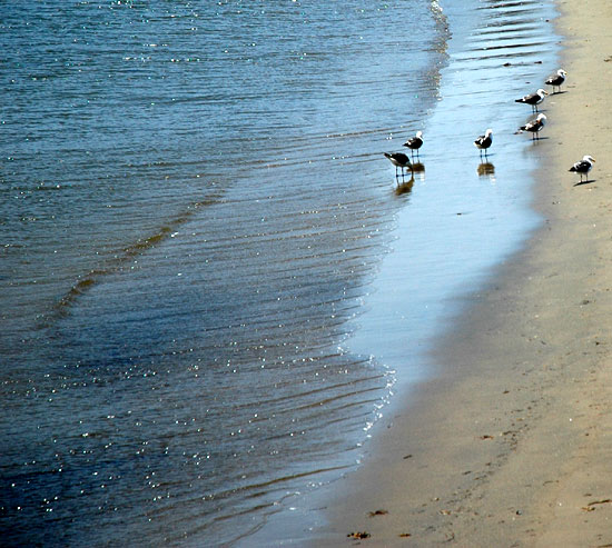 Shore Birds, Cabrillo Beach in San Pedro