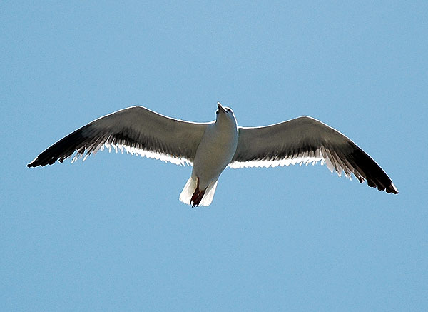 Gull in flight...