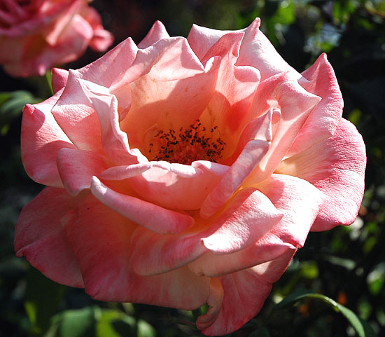 Rose in early morning light...