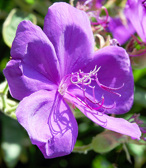 Purple bloom in early morning light...