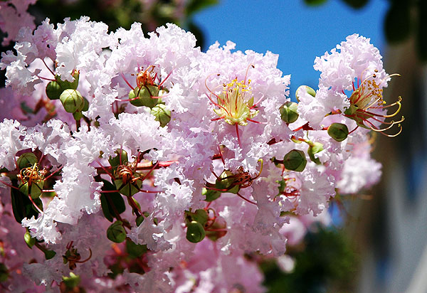 Pink blooms in early morning light...