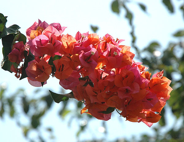 Nearby, odd orange bougainvillea - 