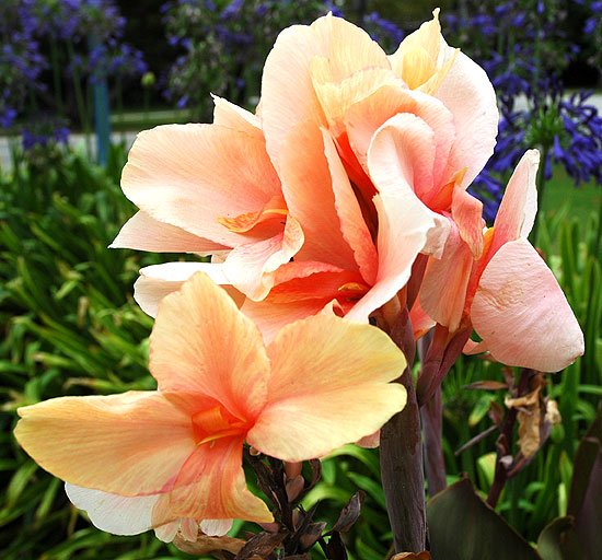 July Bloom, Hollywood California 