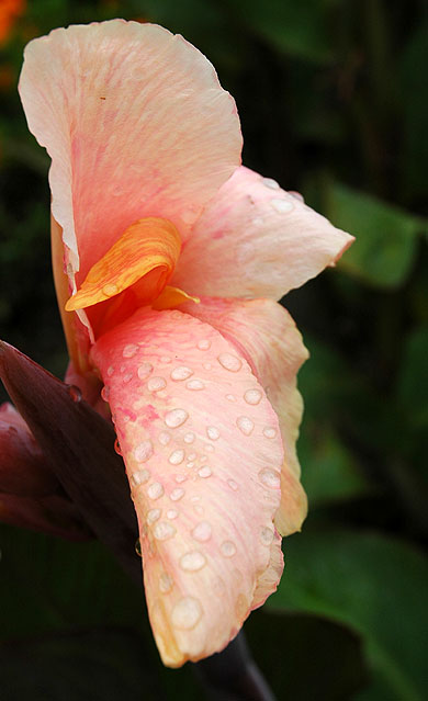 July Bloom, Hollywood California 