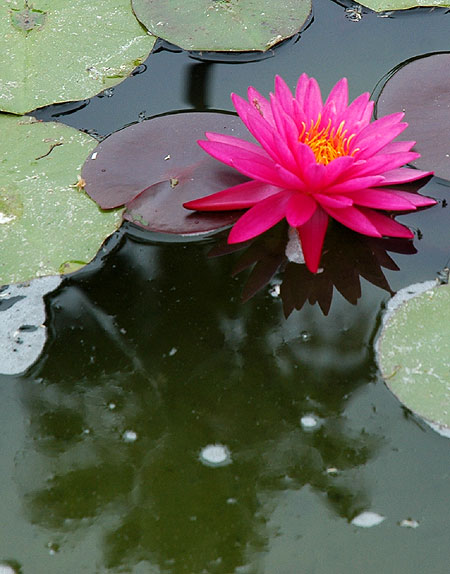 Palm tree, reflection with Lotus