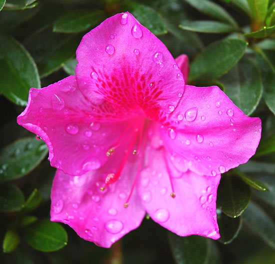 July Bloom, Hollywood California 