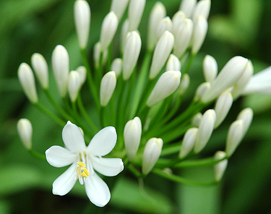 July Bloom, Hollywood California 