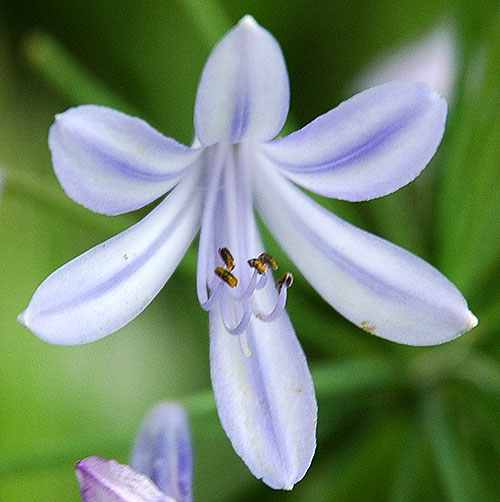 July Bloom, Hollywood California 