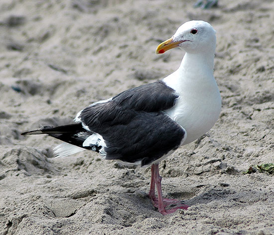 The Western Gull, Larus occidentalis -