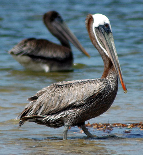 Pelecanus occidentalis californicus - 