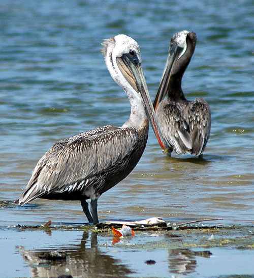 Pelecanus occidentalis californicus - 