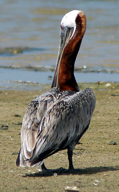 Pelecanus occidentalis californicus - 