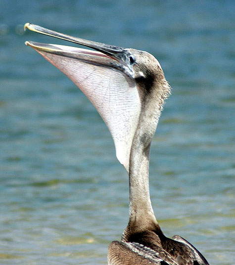 Pelecanus occidentalis californicus - 