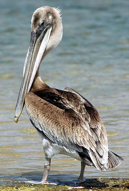 Pelecanus occidentalis californicus - 