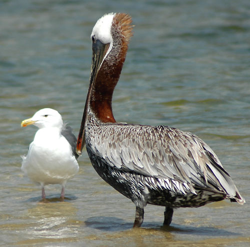 Pelecanus occidentalis californicus - 