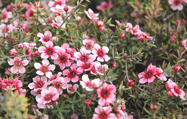 In bloom, Los Angeles, late November 2005