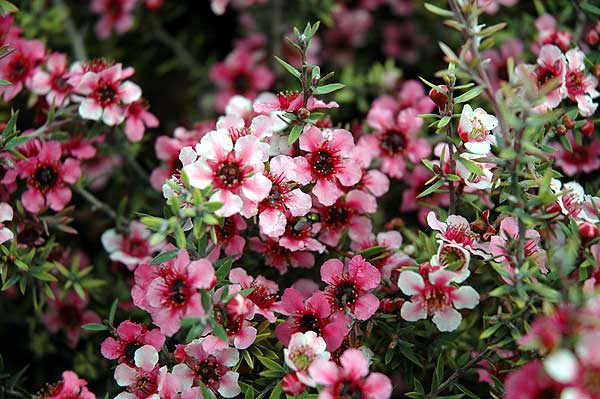 In bloom, Los Angeles, late November 2005