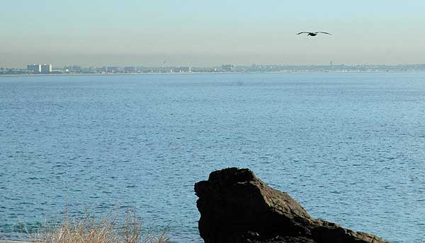 Pacific gull in flight - November 17, 2005