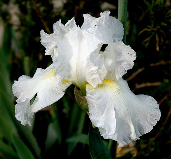 Gardens - Greystone Mansion - 23 November 2005 