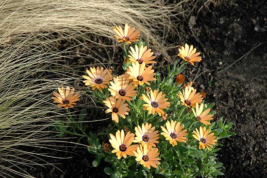 Gardens - Greystone Mansion - 23 November 2005 