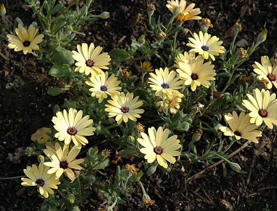 Gardens - Greystone Mansion - 23 November 2005 