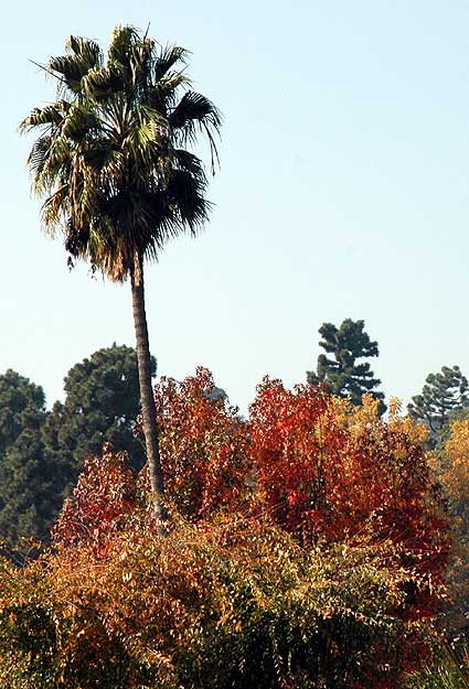 Hollywood Hills trees, 14 December 2005