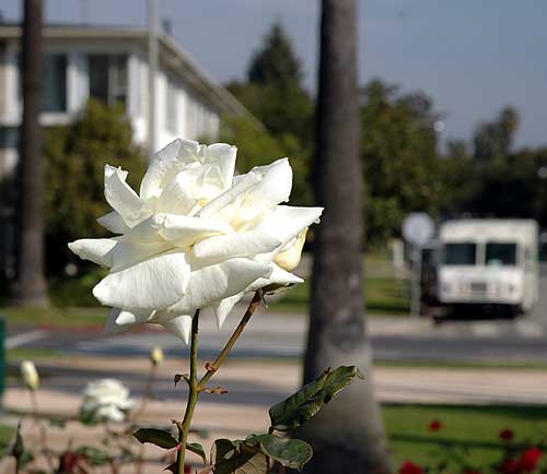 Rose, Santa Monica, 15 December 2005