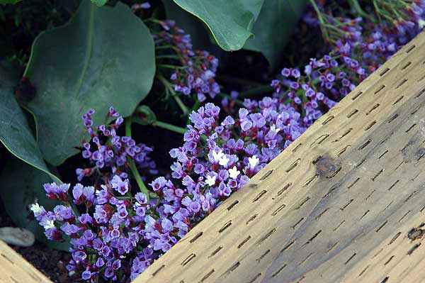 In bloom, Santa Monica, Thursday, December 1, 2005