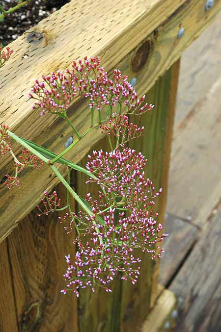 In bloom, Santa Monica, Thursday, December 1, 2005