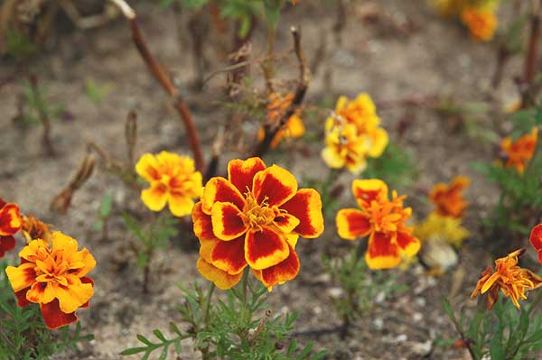 In bloom, Santa Monica, Thursday, December 1, 2005