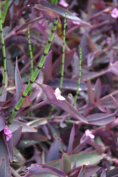 Purple Blooms in Westwood 