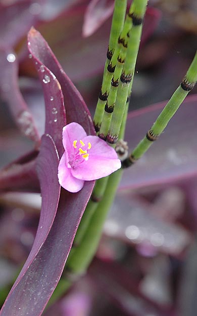 Purple Blooms in Westwood 