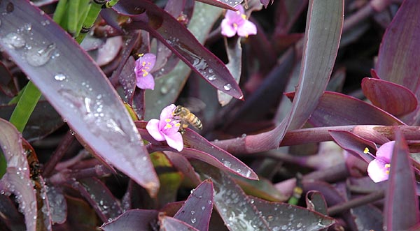 Purple Blooms in Westwood (with bee) 