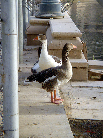 Baghdad Ducks, 2005 