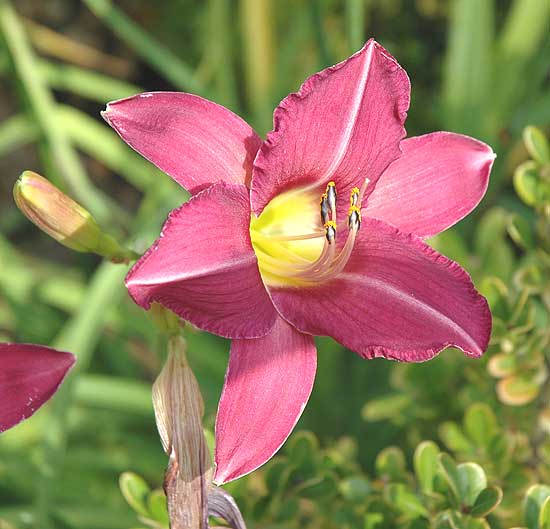 November Bloom - Beverly Hills, California 2005